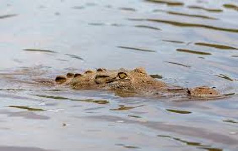 PILLAN EN EL RIO MANZANARES A UN COCODRILO