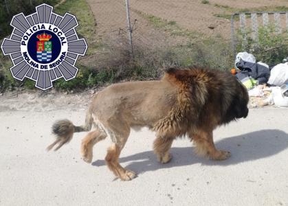 Un perro con apariencia de león genera varios avisos para la Policía Local de Molina de Segura