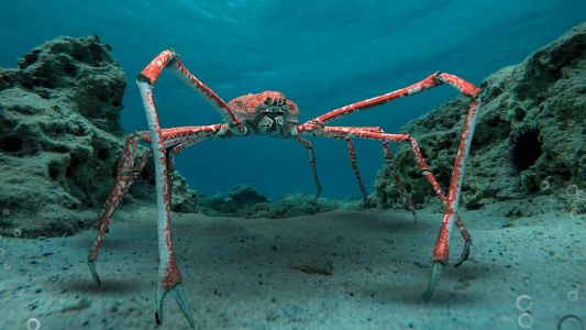 Found a JAPANESE SPIDER CRAB on the coast of Spain?! 😱🦀