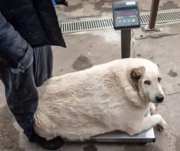 La alimentación dañiña hacia los perros