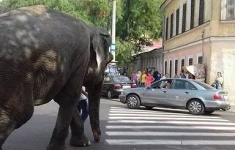 Vecrīgā pamanīts no zoodārza izbēdzis zilonis