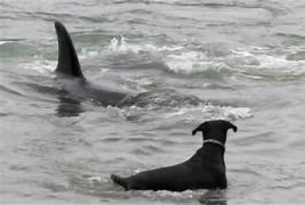 Orcas atacan a los perros de la zona de Cádiz