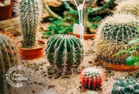 El sorprendente romance entre un cactus y una maceta desata la locura en las redes sociales