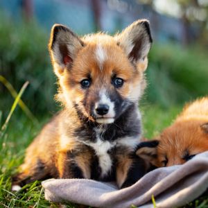 Foxdog: The Designer Dog of 2024?