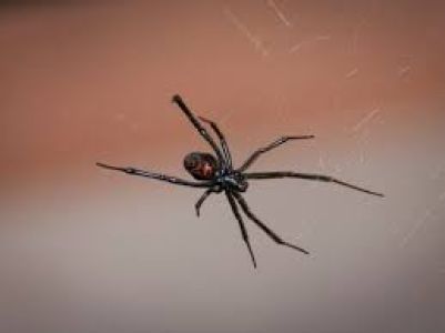 UNA PLAGA DE ARAÑAS VENENOSAS SE APODERA DE LA CAPITAL